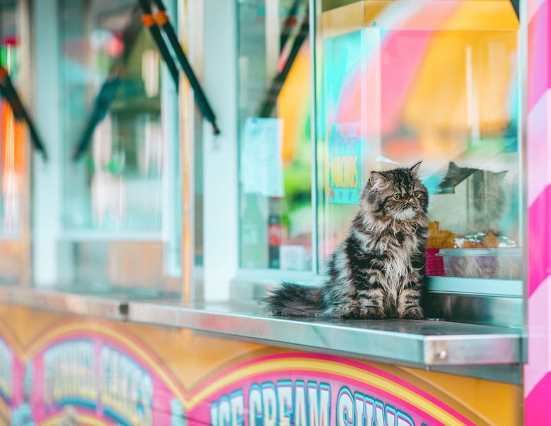 Food Carnivals